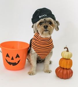 BowWowWeen