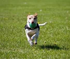 pexels-matthiaszomer-422220