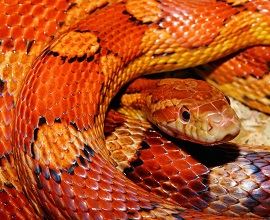 close-up-corn-snake-snake-web