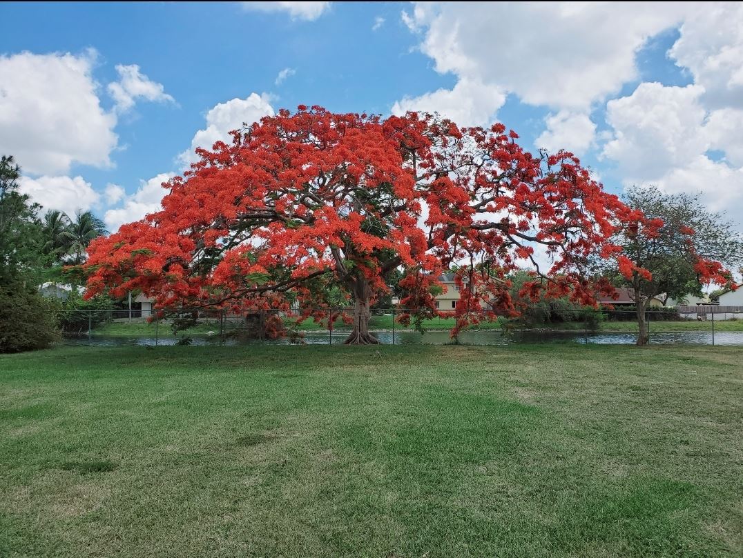 Tanglewood Park Tree